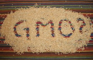 GMO 300x195 Uus seadus võib anda Monsantole USA valitsusest suurema võimu