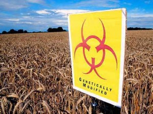 th6 300x223 Teadlased üle maailma nõuavad ohtliku GMO eksperimendi lõpetamist