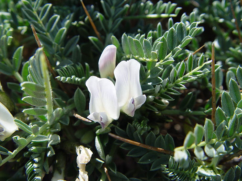 800px Astragalus tragacantha ssp. vicentinus 10 ravimtaime, mis aitavad väsimuse vastu ja tasakaalustavad keha