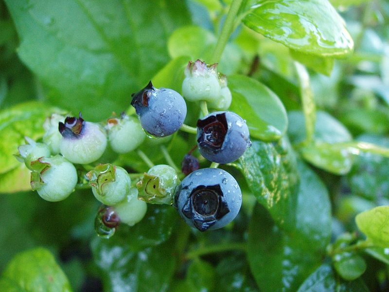 800px Maturing blueberry Inspireerivad Eesti inimesed: Tiina Keldrima – arst, kes usaldab loodusravi