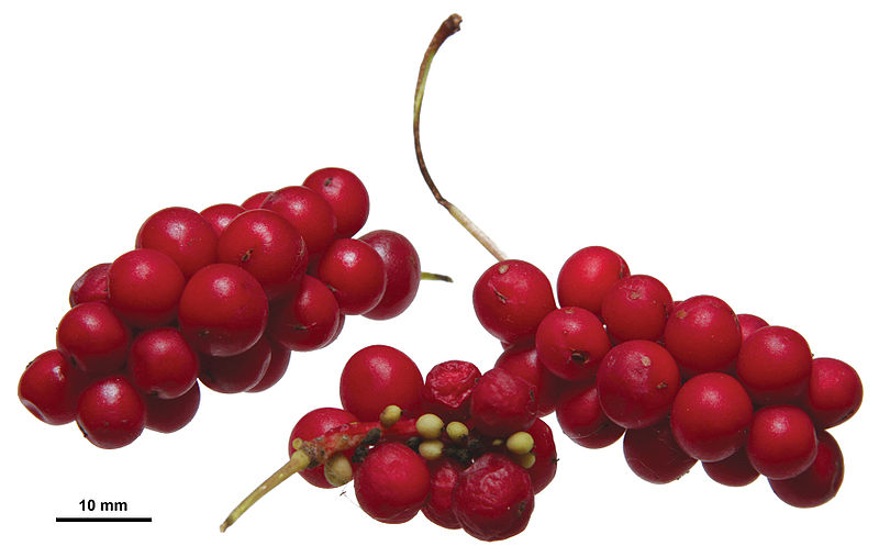 800px Schisandra chinensis berries 10 ravimtaime, mis aitavad väsimuse vastu ja tasakaalustavad keha