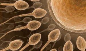 sperm 300x177 Müüdid ja tegelikkus: mida sisaldab seemnevedelik?