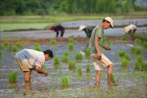 men-working-rice-fields