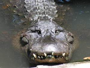 Alligator_1