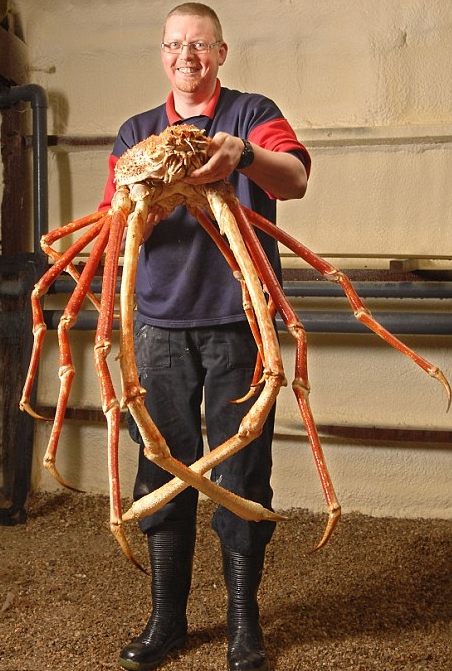 00japanese-spider-crab