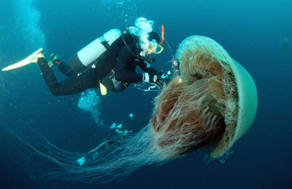 nomura-jellyfish