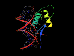 Estrogen_receptor_beta_complex_with_DNA