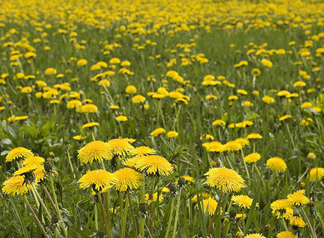 dandelion-field-080807